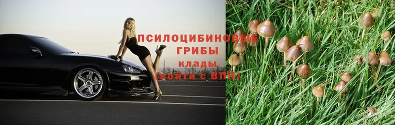 где найти наркотики  Верхняя Пышма  Псилоцибиновые грибы Psilocybe 